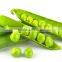 Hot Sell Canned Green Peas