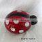 great glass ladybird