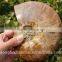 Wholesale Large Snail Fossils/Gemstone Jewelry/Gemstone Art Crafts