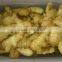 Supply/Export Organic Fresh Ginger