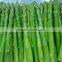 IQF Fresh Green Asparagus from China