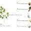 GMP Certified Manufacturer Supply Natural Moringa Powder