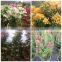 Small Medium Big Size Multicolor Blooming Bougainvillea Spectabilis Willd of Decorative Ornamental Outdoor Indoor Bonsai Plants