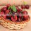 Cherry seedling