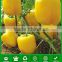 SP06 Huangxing no.2 hybrid yellow bell pepper seeds f1