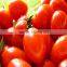 Xi hong shi zhong zi Latest seeds Tomato F1 For Greenhouse