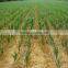 DAYU wheat irrigation drip tape diameter 16mm, 0.25mm Thickness, 500mm Spacing, 1.38/2.0/3.1L/h