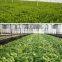 Led COB Grow Light 300W Full Spectrum Grow Tent Greenhouses Plant Grow Lamp for Veg Flowering
