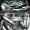 New catching frozen pacific mackerel