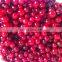 Red cranberry IQF Frozen Cranberry