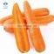 2020 High Quality Fresh Vegetable Fresh Carrot