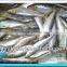 frozen fresh sardine