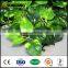 artificial screen leaf boxwood leaves vine plants