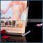 A5 Acrylic catalogue display stand for countertop