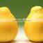 Hot sale fresh Pomelo with good quality foy sale