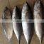 2016 Grade A and Cheapest Bonito size 1-1.5kg or up from China