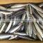 New caught whole round frozen mackerel 8-10pcs/kg