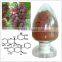 Professional Factory Sale Water Soluble Grape Seed Extract