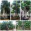 Ficus Microcarpa
