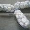 2016 Cop of Jinxiang Garlic for Oceania/Caribbean Market