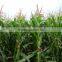 Hybrid F13255 Fodder Maize Seeds