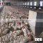 plastic poultry water drinker /poultry feeders