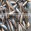 New fresh frozen Horse mackerel whole round 25-30/kg