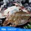 HL003 Rich nutrition swimming crab for sale