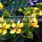 Cassia siamea yellow flower