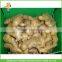 High Quality 250g up Air Dried Ginger with best price