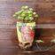 Korean hand color desktop small fresh ceramic flower pot