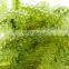 High Quality Fresh Sea Grapes Origin Vietnam/ Sea Grapes Seaweed