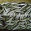 frozen sardine for tuna bait