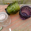 Customized Clear Purple Green Colored Dof Glass Tumber Cup