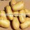 2015 new crop of the potato with best quality