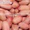 peanut kernels 21/23 24/26 24/28