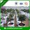 Hotsale 100% PP Non Woven Fabric for Biodegradable Seedling Bags or Tree Planting Fabric