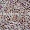 we are supplying speckle kidney beans for sale