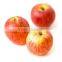 new crop fresh sweet gala apple with high quality for sale