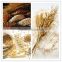 Hot sale good quality wheat flour mill machine bran finisher