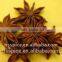 2011 autumn stemless star aniseeds