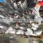 Frozen Black Spanish Mackerel