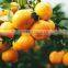 FRESH MANDARIN