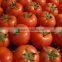 Fresh Vegetables Fresh Tomato