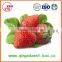 15-25 mm A13 High quality Fresh Strawberry