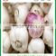 Jinxiang good quality fresh pure white garlic with great price