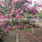 2016 New Lagerstroemia indica Seeds Crape Myrtle Seeds For Planting