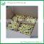 Succulent Indoor Flowering Cactus Plants
