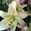 Newest cutted Sweet smell fresh lily flower different kinds of lily flowers for sale