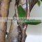 Home garden deco 50cm to 400 cm hight artificial white large Chinese wistaria EDHS1501 1607